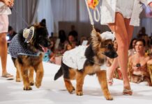 Big Dog Ranch Rescue Raises $5.5 Million at Star-Studded Wine, Women & Shoes Gala in Palm Beach