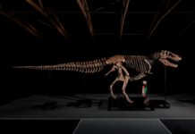 You Could Own One of the Largest T. Rex Fossils Ever Discovered