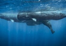 This Is the Best Place on Earth to Swim with Sperm Whales