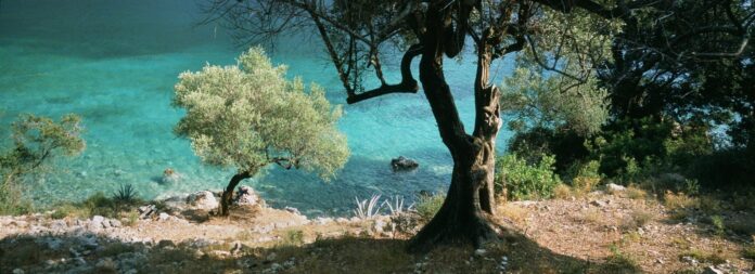 panoramicphotoofithacathegreekislandhomeofodysseusinhomersancientpoemtheodysseyolivegroveaboveanazurebay-large-2048x745